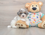 7 week old Havapoo Puppy For Sale - Premier Pups