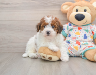7 week old Havapoo Puppy For Sale - Premier Pups