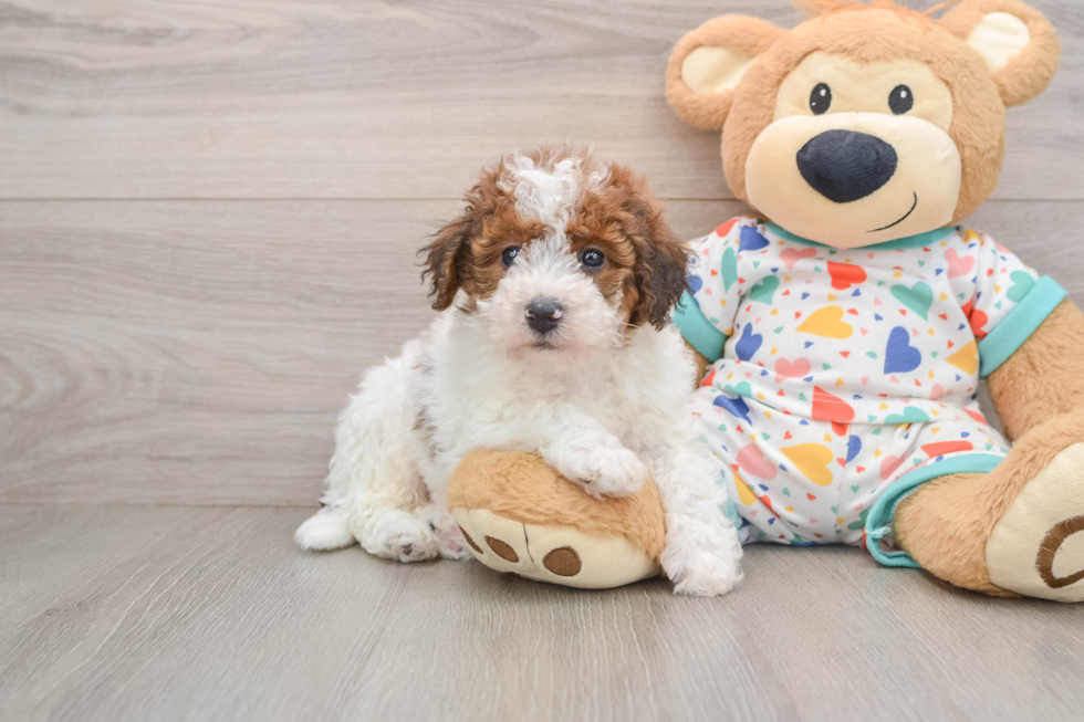 Havapoo Pup Being Cute