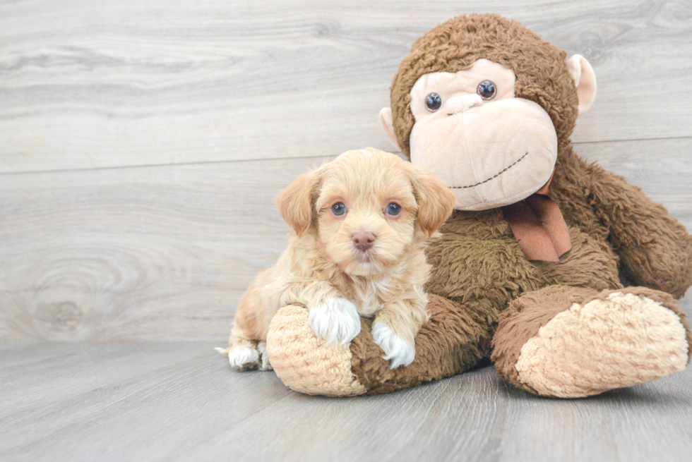 Havapoo Pup Being Cute