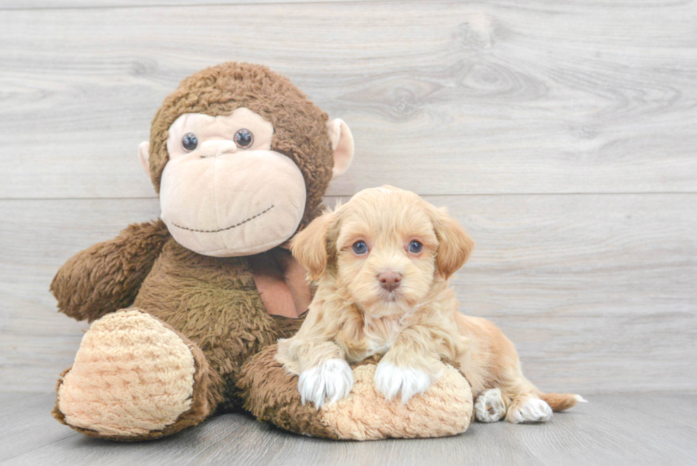 Havapoo Puppy for Adoption