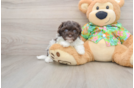 Havapoo Puppy for Adoption