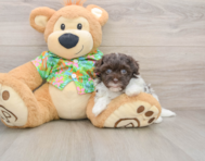 8 week old Havapoo Puppy For Sale - Premier Pups