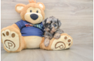 Fluffy Havapoo Poodle Mix Pup