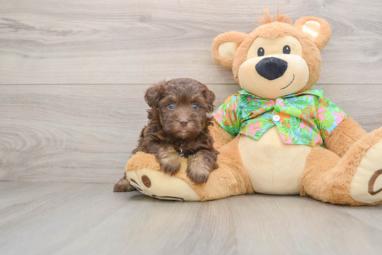 Funny Havapoo Poodle Mix Pup