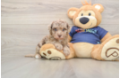 Havapoo Pup Being Cute