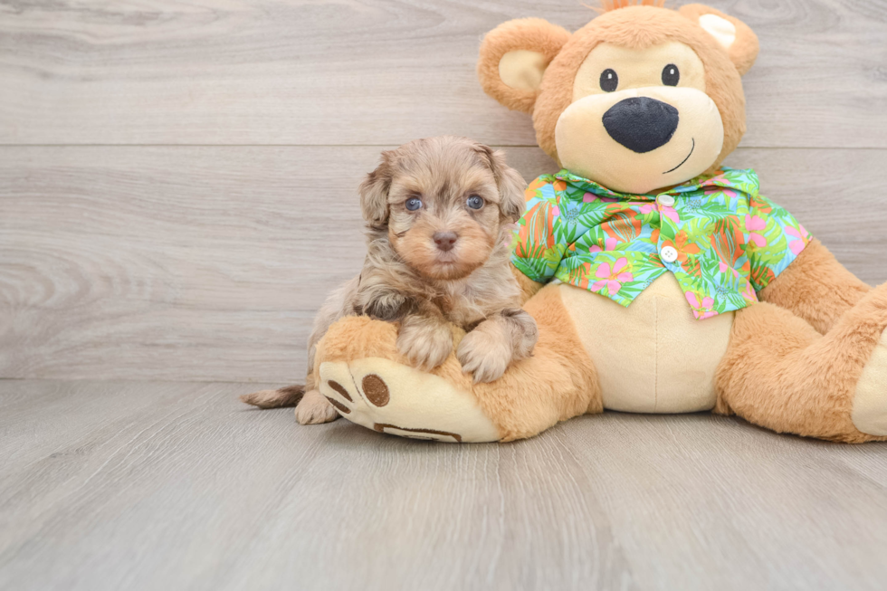 Little Havadoodle Poodle Mix Puppy