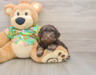 8 week old Havapoo Puppy For Sale - Premier Pups