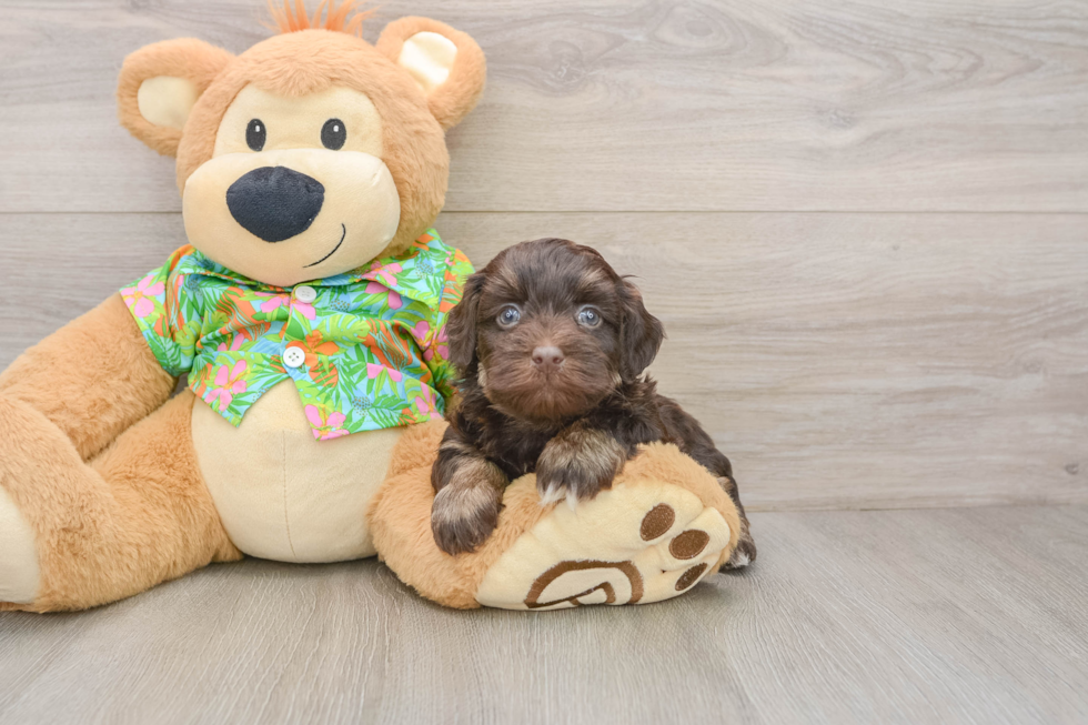 Havapoo Pup Being Cute