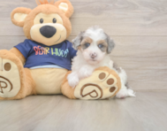 8 week old Havapoo Puppy For Sale - Premier Pups