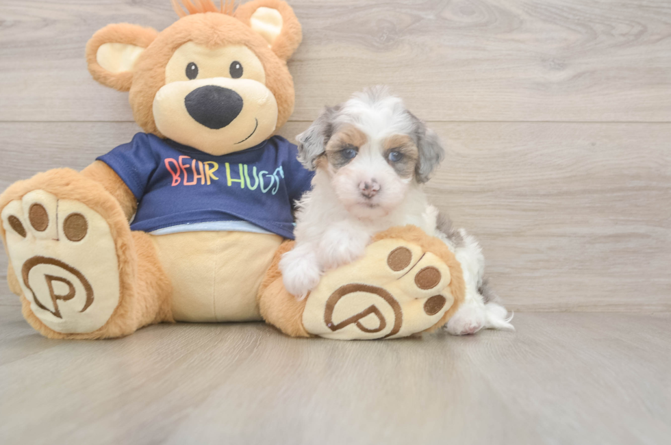 8 week old Havapoo Puppy For Sale - Premier Pups