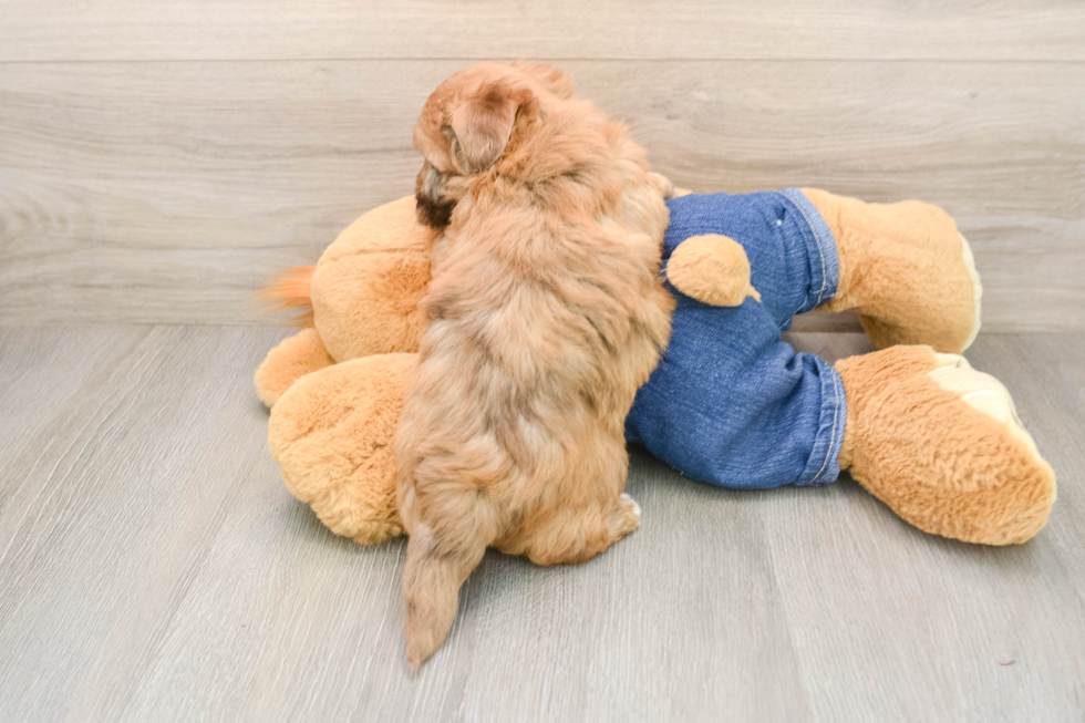 Havapoo Pup Being Cute