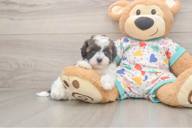 Havapoo Puppy for Adoption