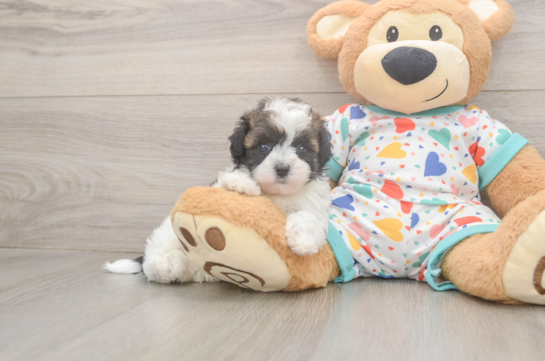 Havapoo Puppy for Adoption