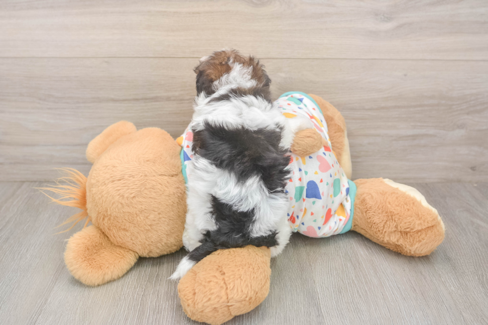 Havapoo Puppy for Adoption