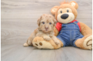 Havapoo Pup Being Cute