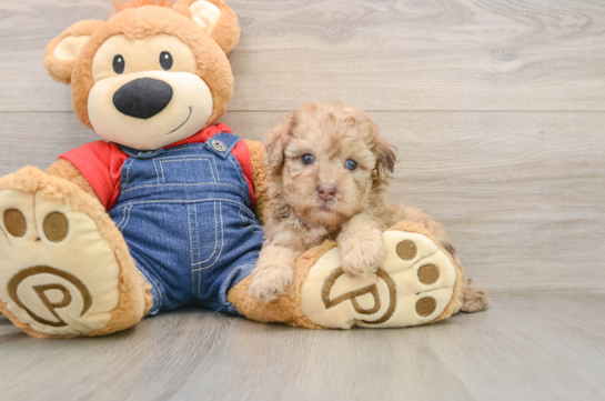 Playful Havadoodle Poodle Mix Puppy