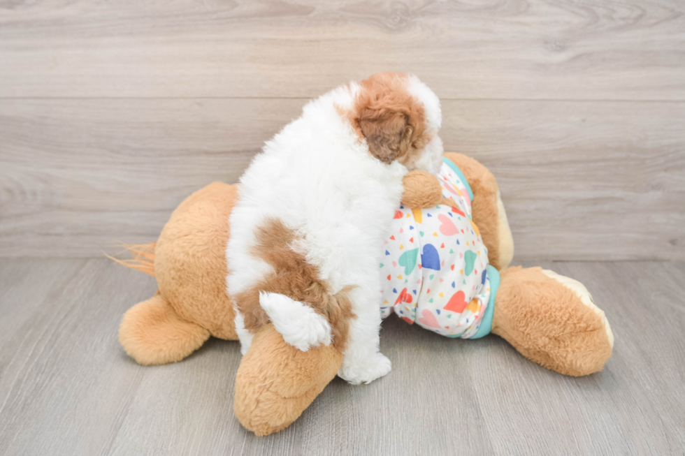 Havapoo Pup Being Cute