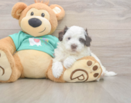 8 week old Havapoo Puppy For Sale - Premier Pups