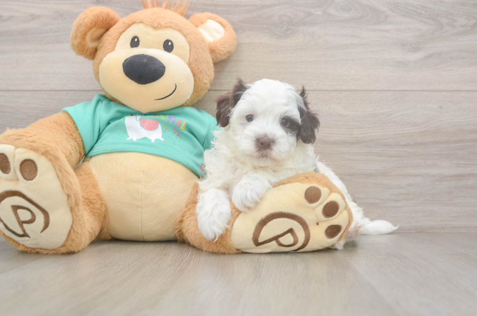 8 week old Havapoo Puppy For Sale - Premier Pups