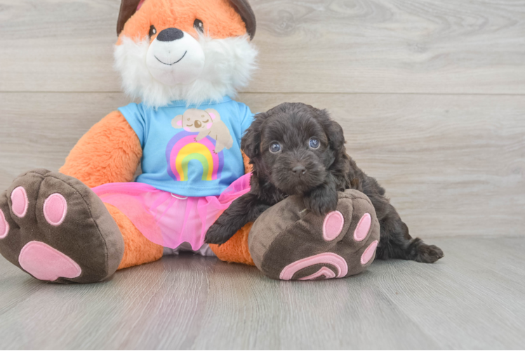 Playful Havadoodle Poodle Mix Puppy