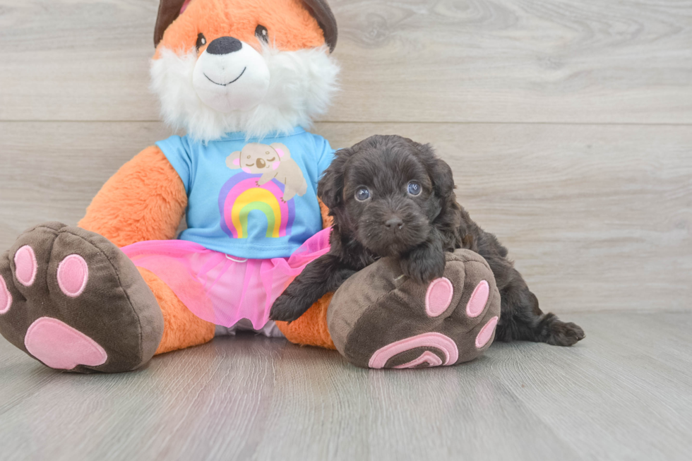 Playful Havadoodle Poodle Mix Puppy