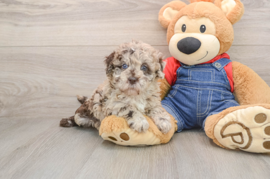 Hypoallergenic Havadoodle Poodle Mix Puppy