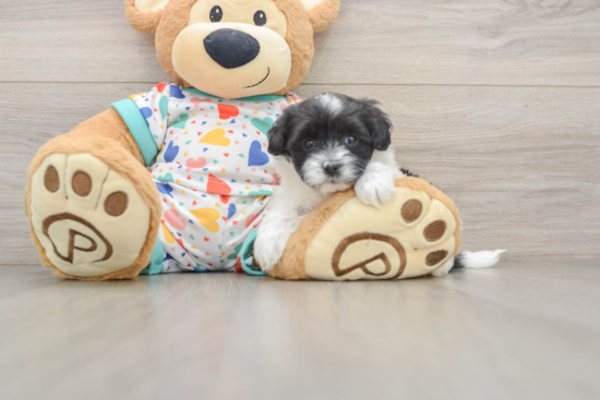 Havapoo Pup Being Cute