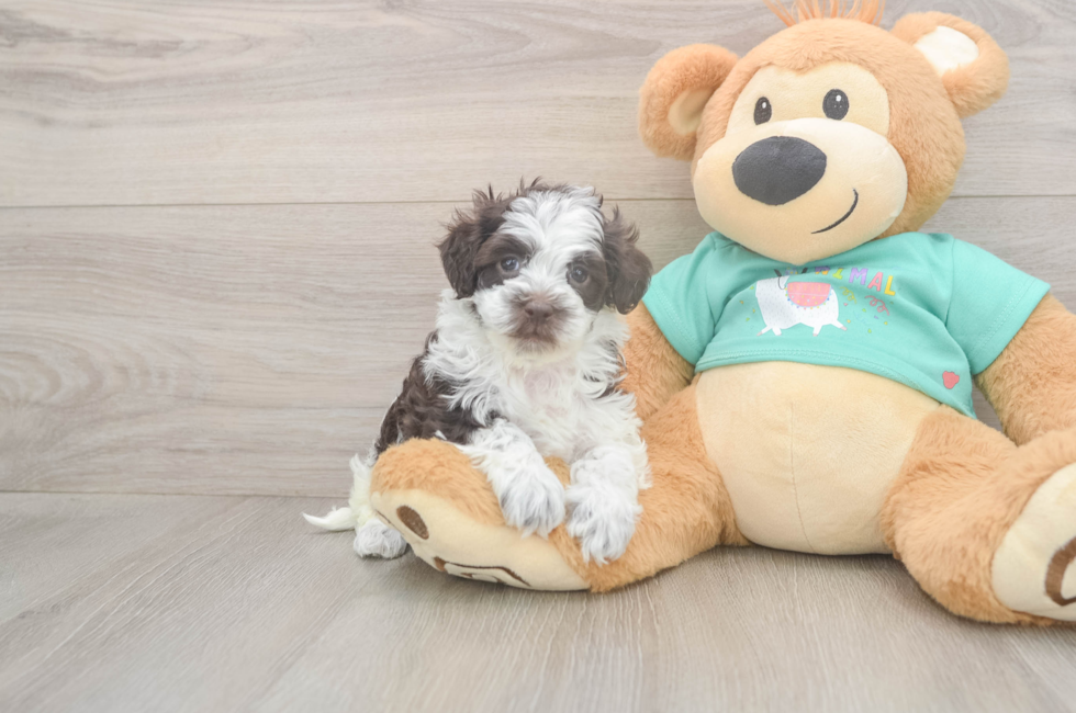 8 week old Havapoo Puppy For Sale - Premier Pups