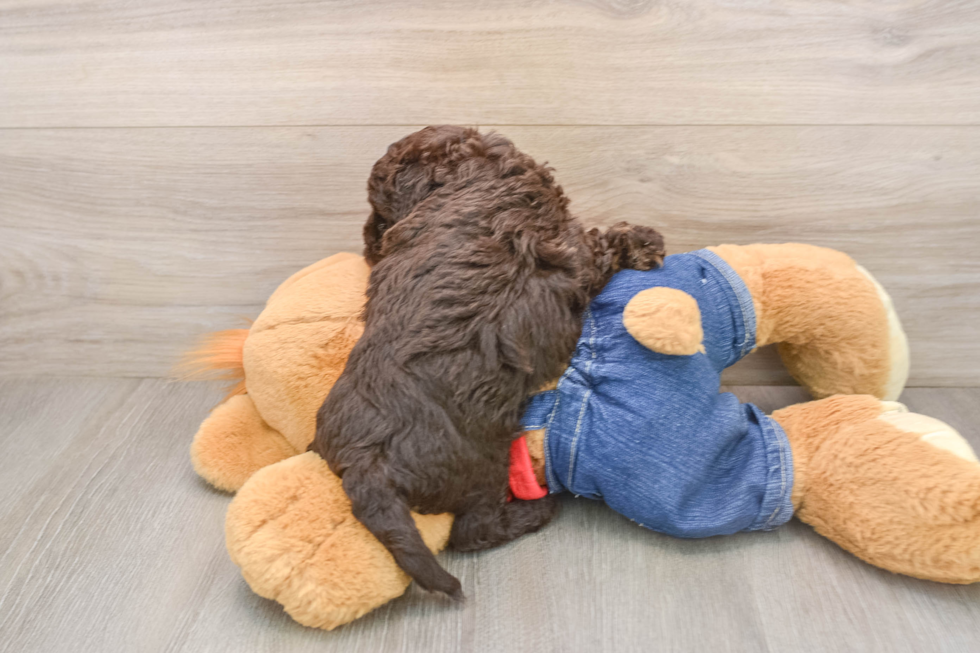 Havapoo Pup Being Cute