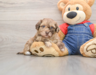 8 week old Havapoo Puppy For Sale - Premier Pups