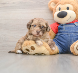9 week old Havapoo Puppy For Sale - Premier Pups
