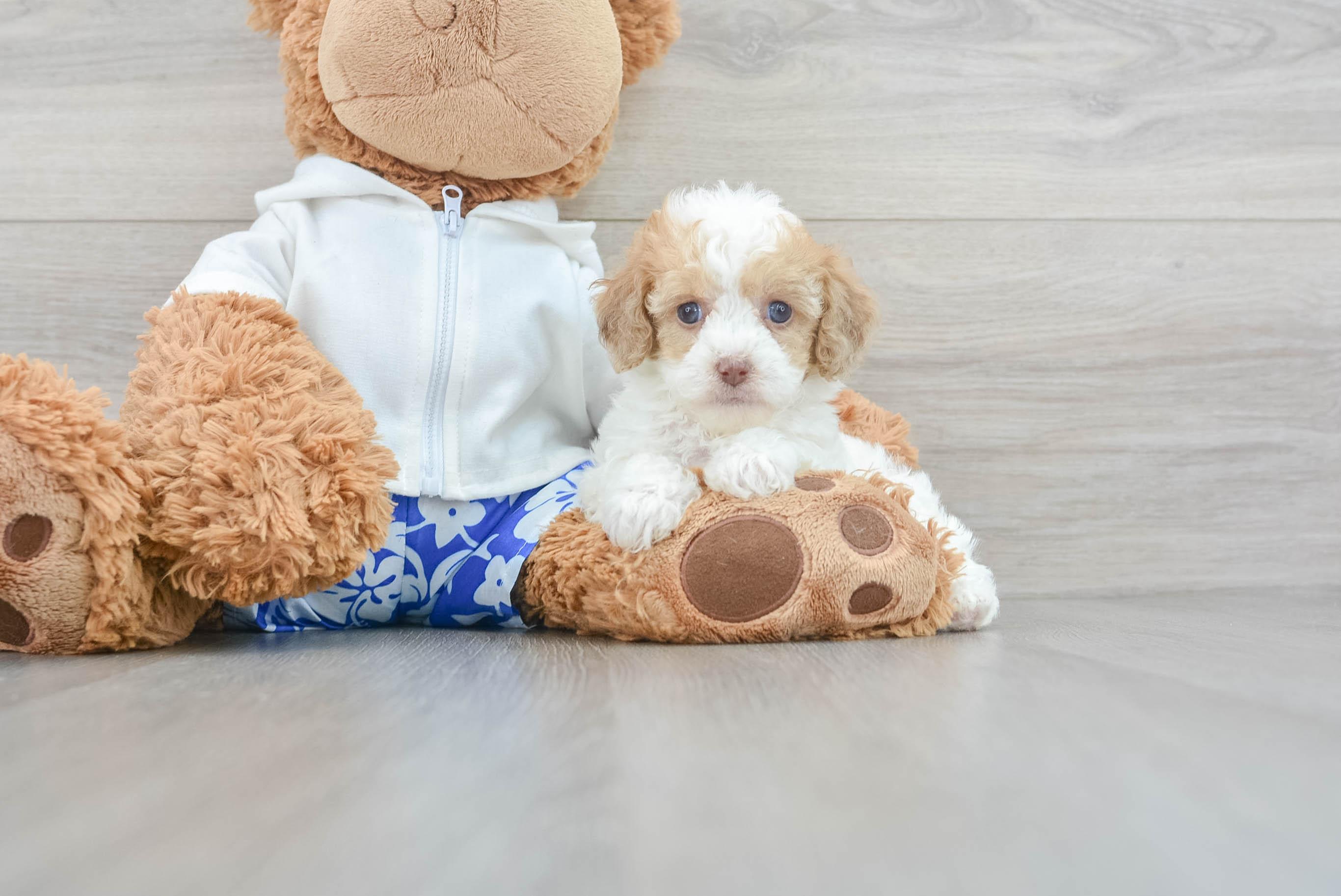 Fluffy Havapoo Poodle Mix Pup