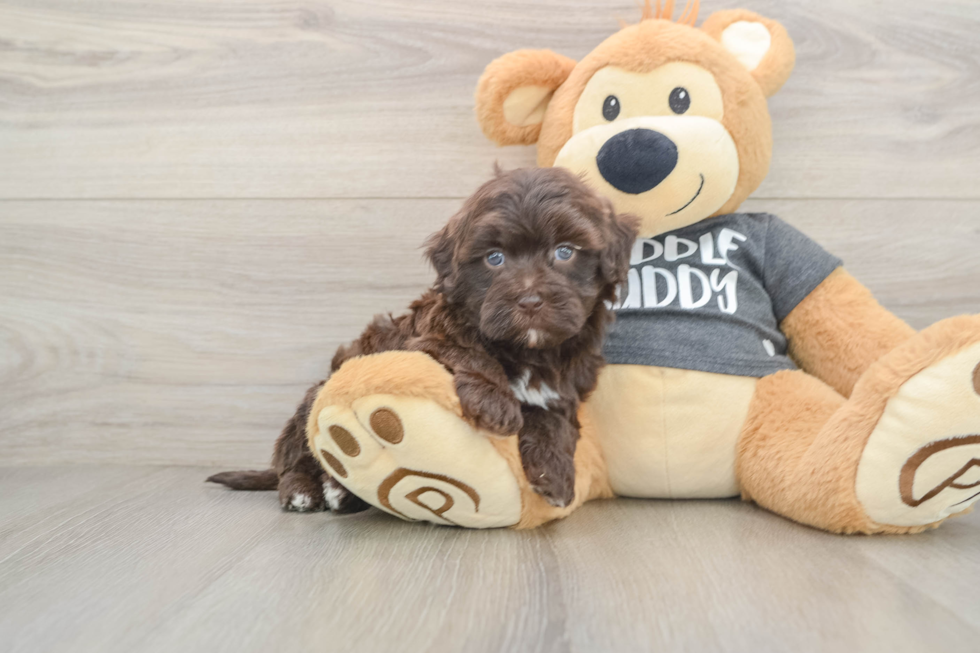 Popular Havapoo Poodle Mix Pup