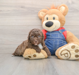 8 week old Havapoo Puppy For Sale - Premier Pups