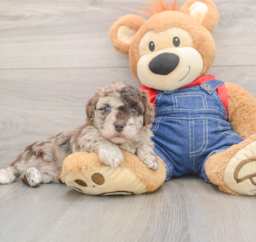 9 week old Havapoo Puppy For Sale - Premier Pups