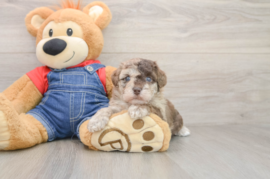 Energetic Havadoodle Poodle Mix Puppy