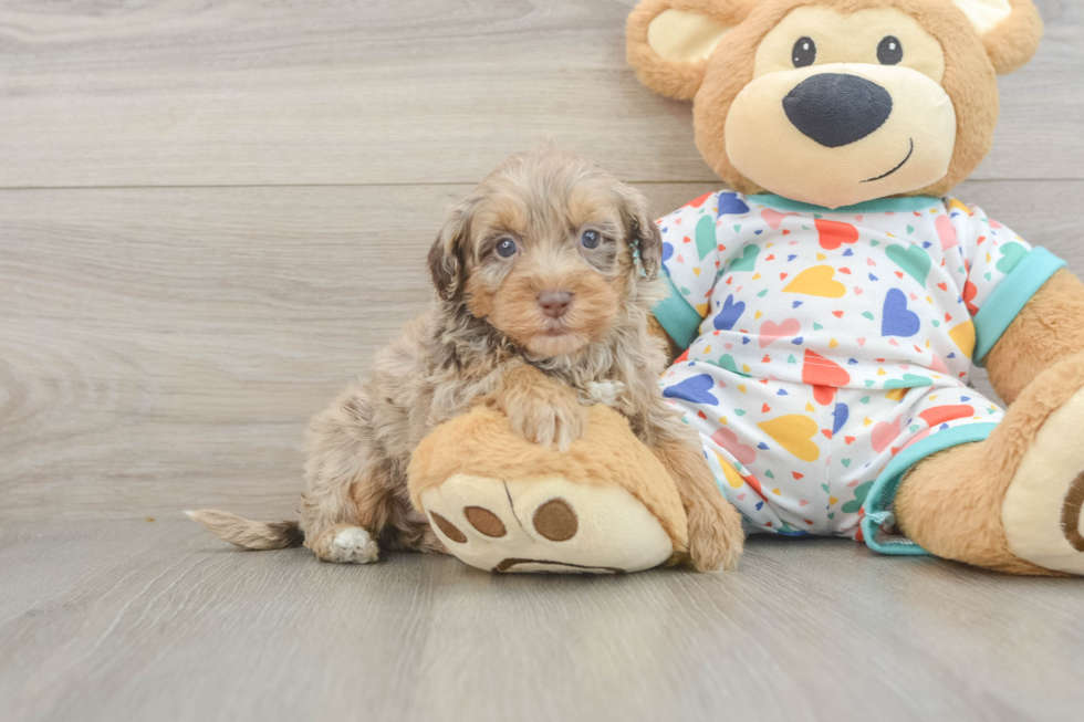 Happy Havapoo Baby