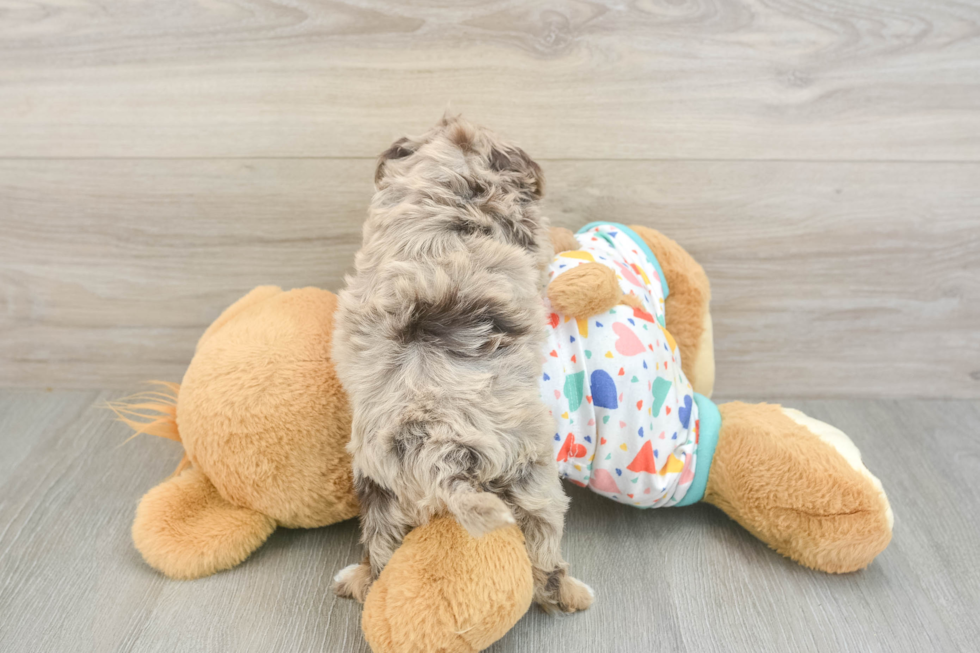 Havapoo Pup Being Cute