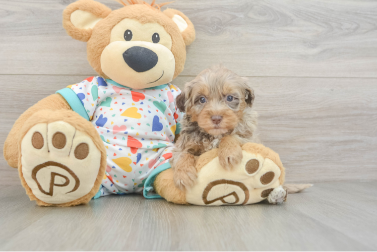 Adorable Havadoodle Poodle Mix Puppy