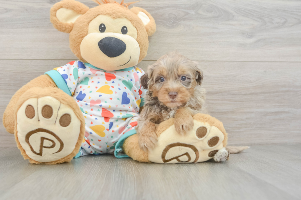Adorable Havadoodle Poodle Mix Puppy