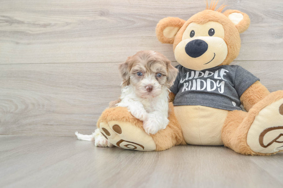 Adorable Havadoodle Poodle Mix Puppy
