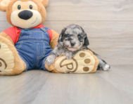 8 week old Havapoo Puppy For Sale - Premier Pups