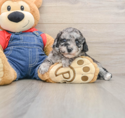 8 week old Havapoo Puppy For Sale - Premier Pups