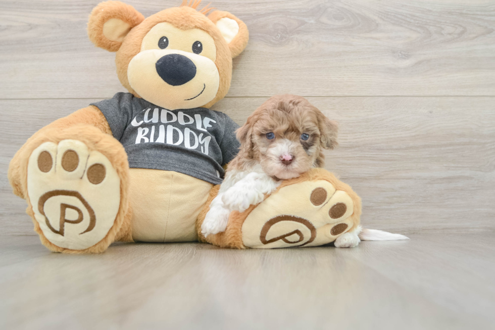 Havapoo Pup Being Cute