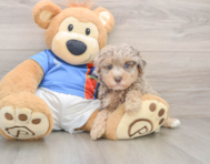 7 week old Havapoo Puppy For Sale - Premier Pups