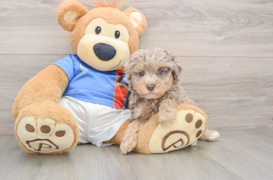 Best Havapoo Baby