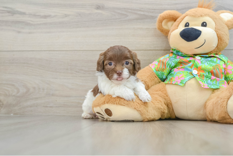 Friendly Havapoo Baby