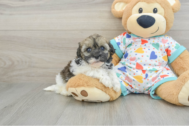 Havapoo Puppy for Adoption