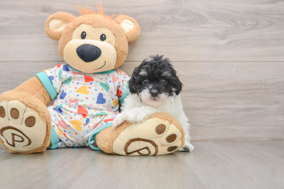 Adorable Havadoodle Poodle Mix Puppy